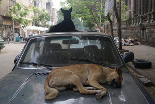 Illustration for article titled The mystery of Cairo’s abandoned cars